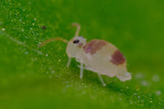 Deuterosminthurus bicinctus