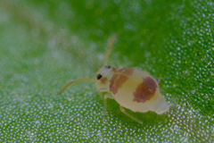 Deuterosminthurus bicinctus