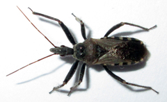 Rhynocoris castanescens