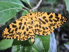 Epobeidia tigrata tigrata