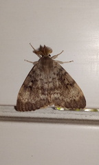 Lymantria dispar