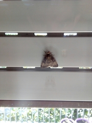 Lymantria dispar
