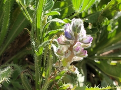 Lupinus nipomensis