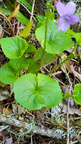 Image of Viola howellii by (c) Merlla McLaughlin, some rights reserved (CC BY)
