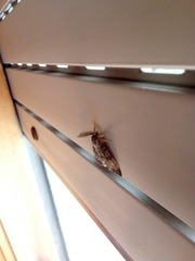 Lymantria dispar