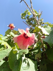 Hibiscus tiliaceus