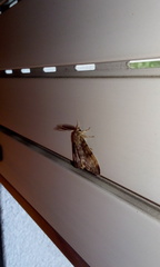 Lymantria dispar