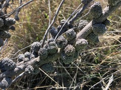 Allocasuarina mackliniana