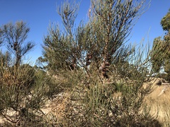 Allocasuarina mackliniana