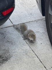 Sciurus carolinensis