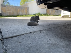 Sciurus carolinensis