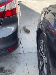 Sciurus carolinensis