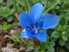 Gentiana verna