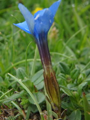 Gentiana verna