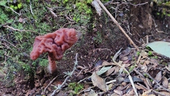 Gyromitra antarctica