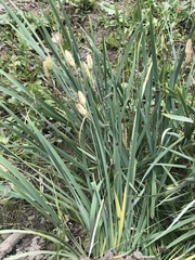 Iris missouriensis