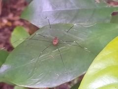 Pseudogagrella splendens