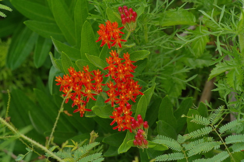 Butterfly milkweed (Asclepias tuberosa)