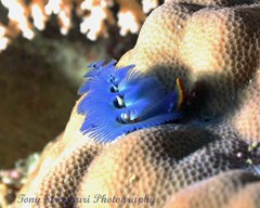 Spirobranchus corniculatus