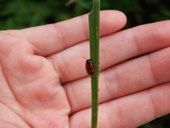 Coptocephala pallens