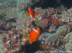 Amphiprion barberi