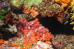 Papuan Scorpionfish photo 4