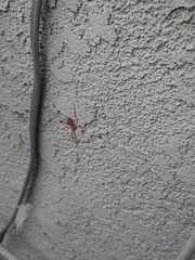 Latrodectus geometricus