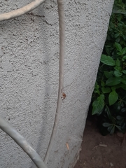 Latrodectus geometricus