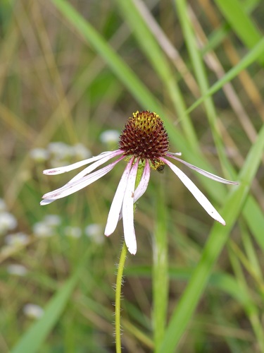 Sanguin purple coneflower (Echinacea sanguinea)
