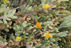 Malephora lutea