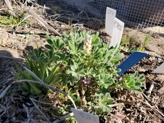 Lupinus nipomensis