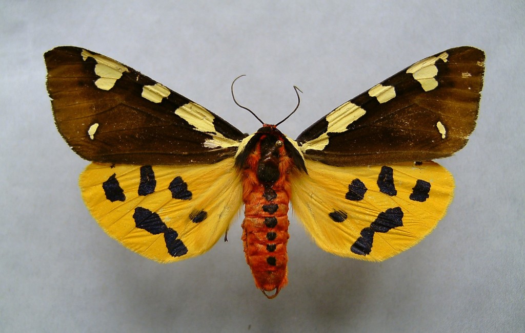 Pericallia matronula
