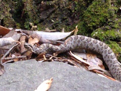 Crotalus intermedius