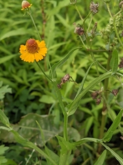 Helenium microcephalum