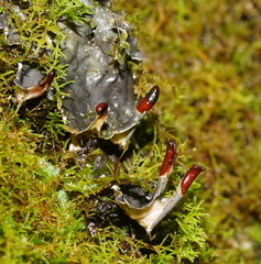Peltigera dolichorhiza