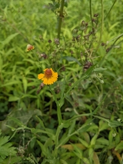 Helenium microcephalum