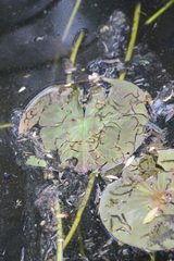 Polypedilum braseniae