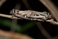 Proteuxoa chrysospila