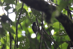 Picumnus dorbignyanus