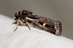 Proteuxoa chrysospila