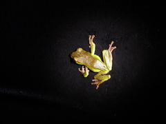 Zhangixalus prasinatus
