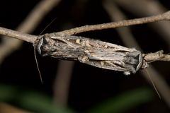 Proteuxoa chrysospila