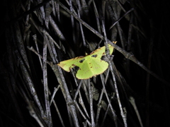 Corymica pryeri