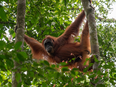 Pongo abelii