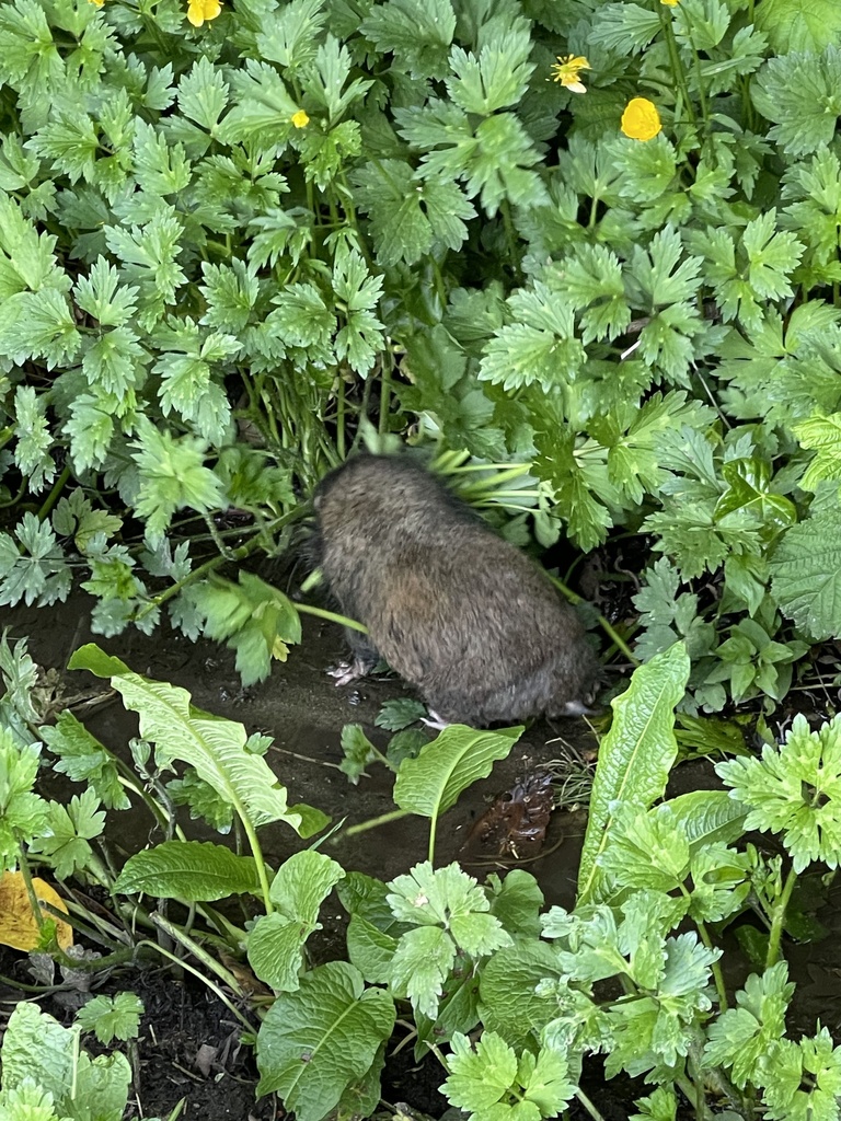 Mountain Beaver from 42nd Ave NE, Seattle, WA, US on May 23, 2022 at 0708 PM by karoraw1