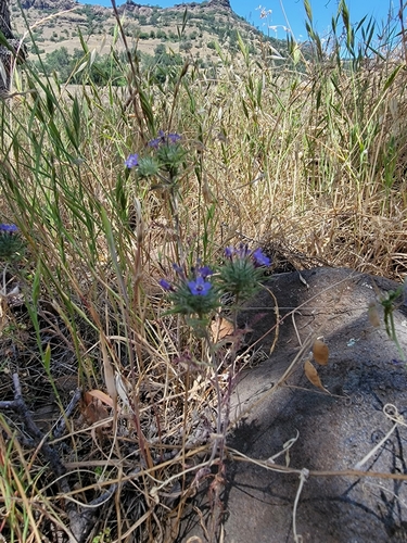 Image of Navarretia pubescens by (c) Colin J Pryor, some rights reserved (CC BY)
