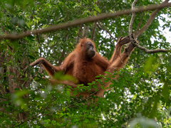 Pongo abelii