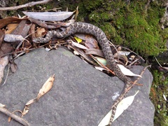 Crotalus intermedius