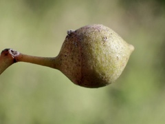 Fergusobia