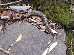 Crotalus intermedius